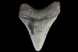 Juvenile Megalodon Tooth - South Carolina #74252-1
